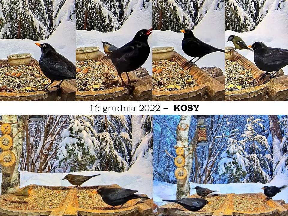 livebirdspoland_2475cbe3cfe49bf98cb6acfe6d4145de.jpg
