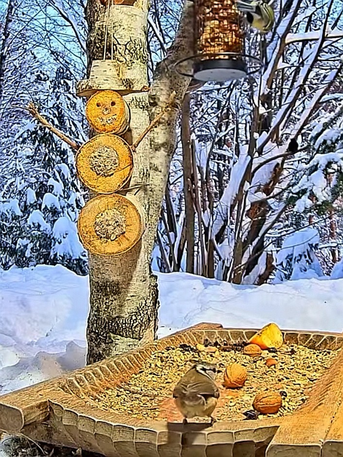 livebirdspoland_933e0cb87982f686fd31c9a9eef846ca.jpg