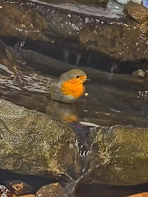 livebirdspoland_704ce765a4a2b48f46b1ca044a47c08b.jpg