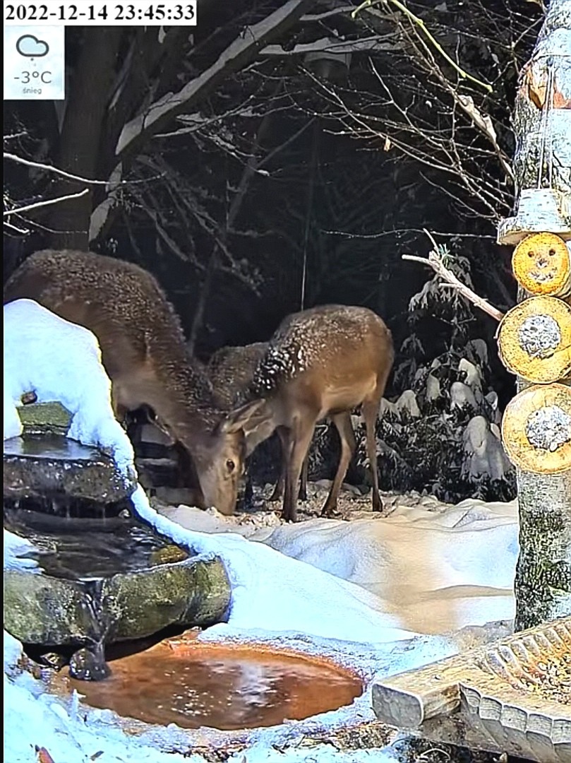 livebirdspoland_6f6fd44e62413f35f3c5e0fba6e0d92e.jpg