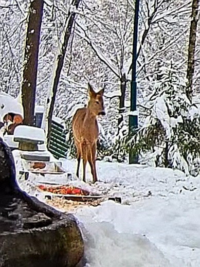 livebirdspoland_b83c0538283b81c054c6b87724ec437c (1).jpg
