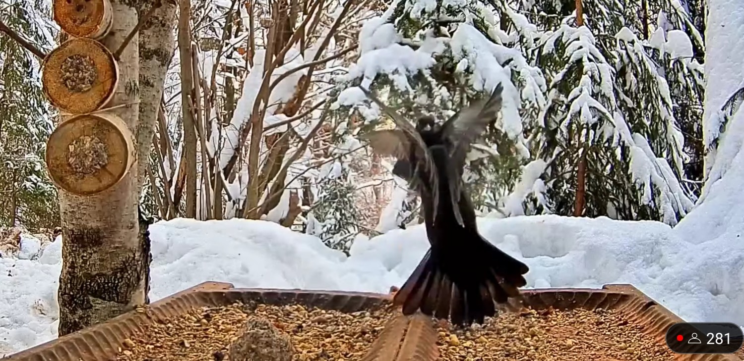 livebirdspoland_227fd7f47140264a10556b8f4e9d3f39.jpg