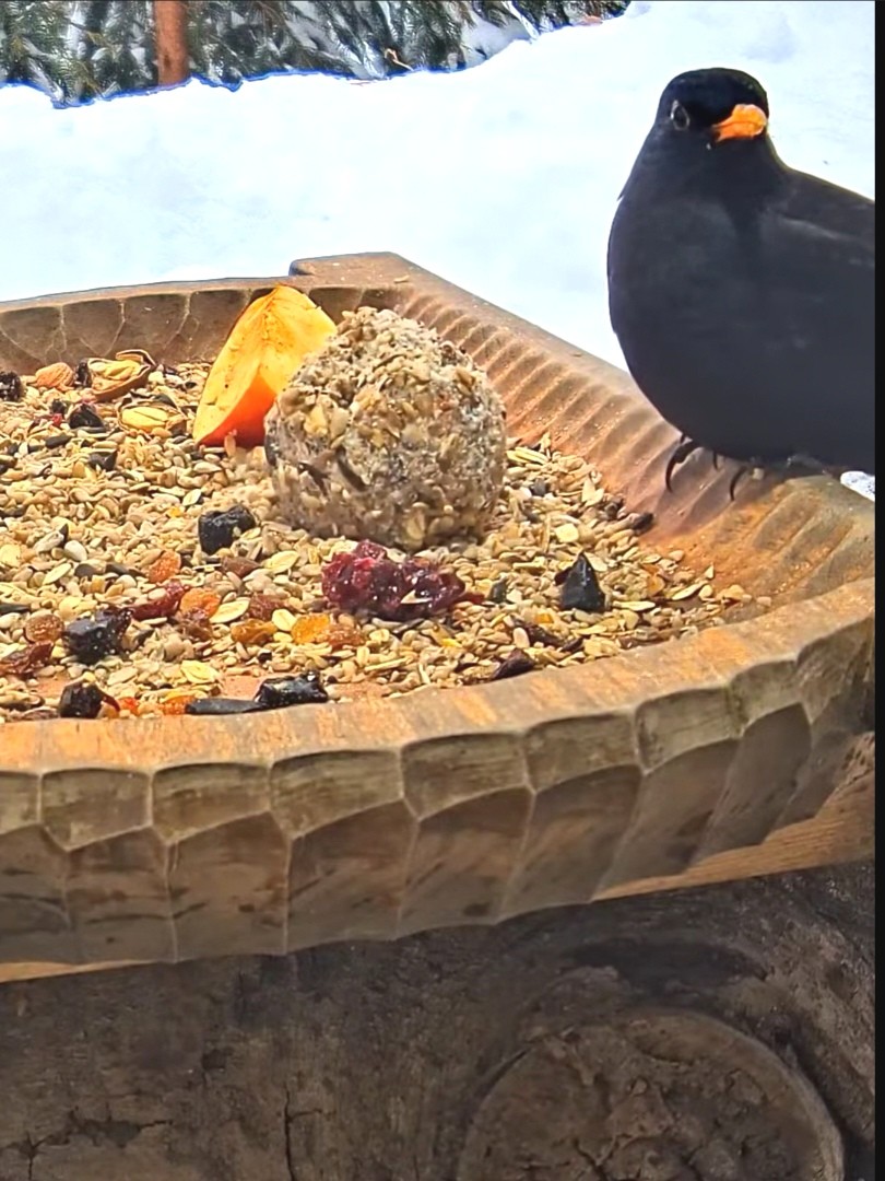 livebirdspoland_401b2aa8a21c7b11039e9eecdc1a5821.jpg