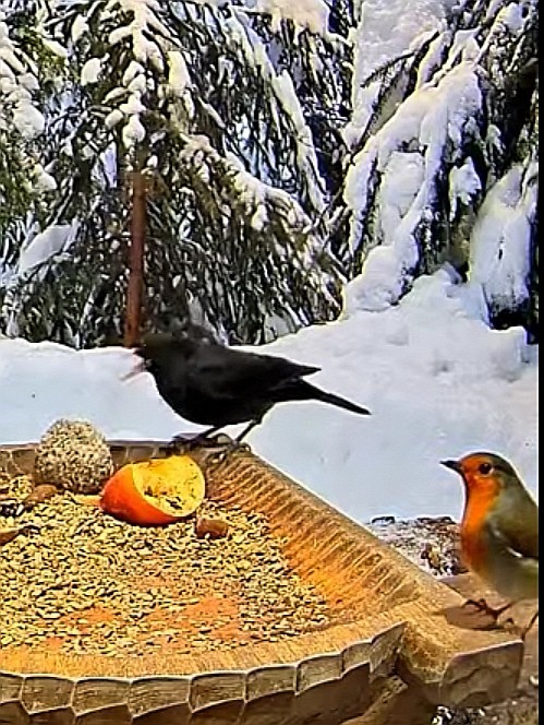 livebirdspoland_aade90e6063cf5a246b596ee1fc25eeb.jpg