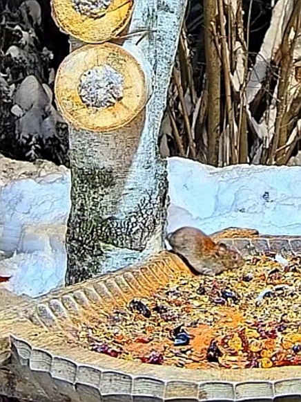 livebirdspoland_429c3d51e2b166151d13d91083a3c342.jpg