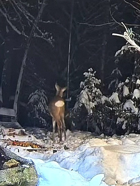 livebirdspoland_decd53e3053b701c20471c9b2ccb59b0.jpg