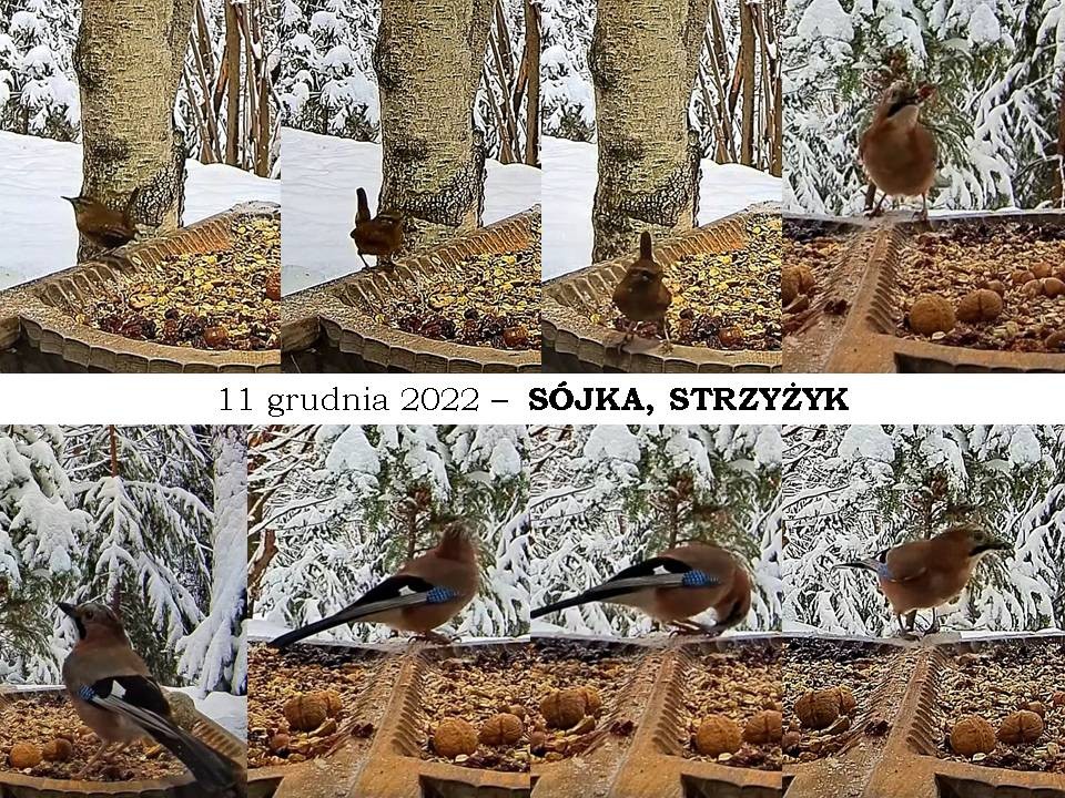 livebirdspoland_5c766a91e81e61cdb38050c6b674e884.jpg