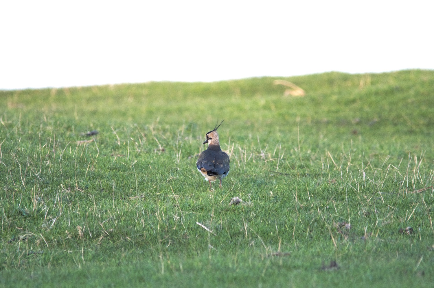 livebirdspoland_20a217e81fe569ab3d7e11339eb40050.jpg