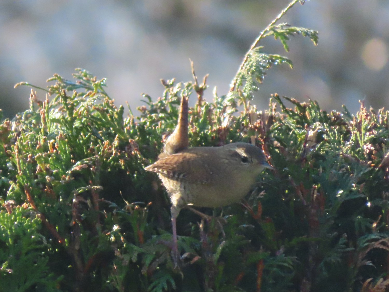 livebirdspoland_29dd904185dfc6f7077c47401f9f499d.jpg