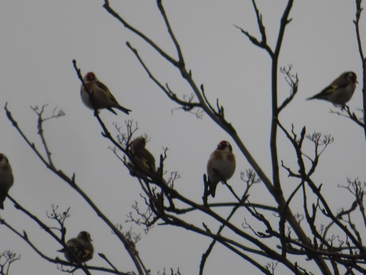 livebirdspoland_65d13684042cfe48c7c2836afb46c4e0.jpg