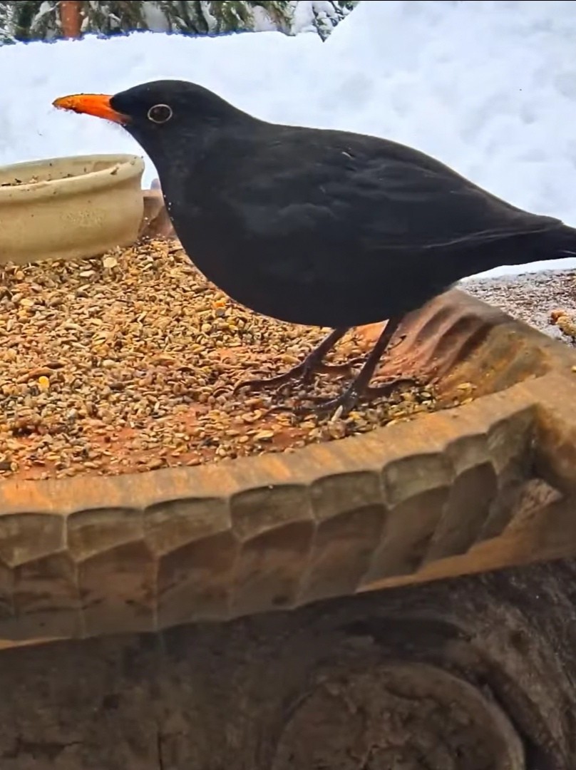 livebirdspoland_120aaaad3d30b731e3a793580ef9e385.jpg