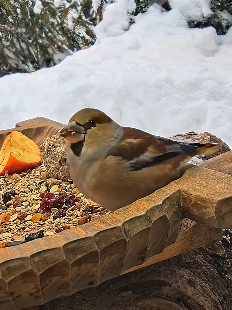 livebirdspoland_fa1c19418d56eab0426283a056ccee0e.jpg