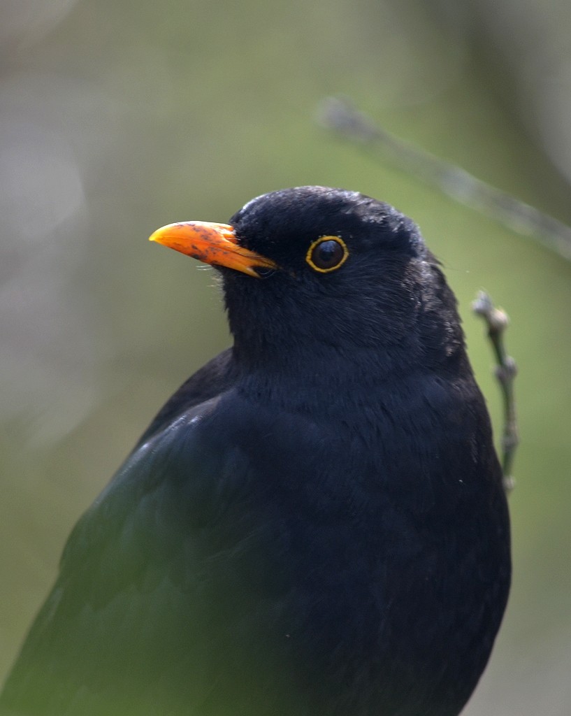 livebirdspoland_d00b3d2a8ebab083ad8c548a0f25fe17.jpg
