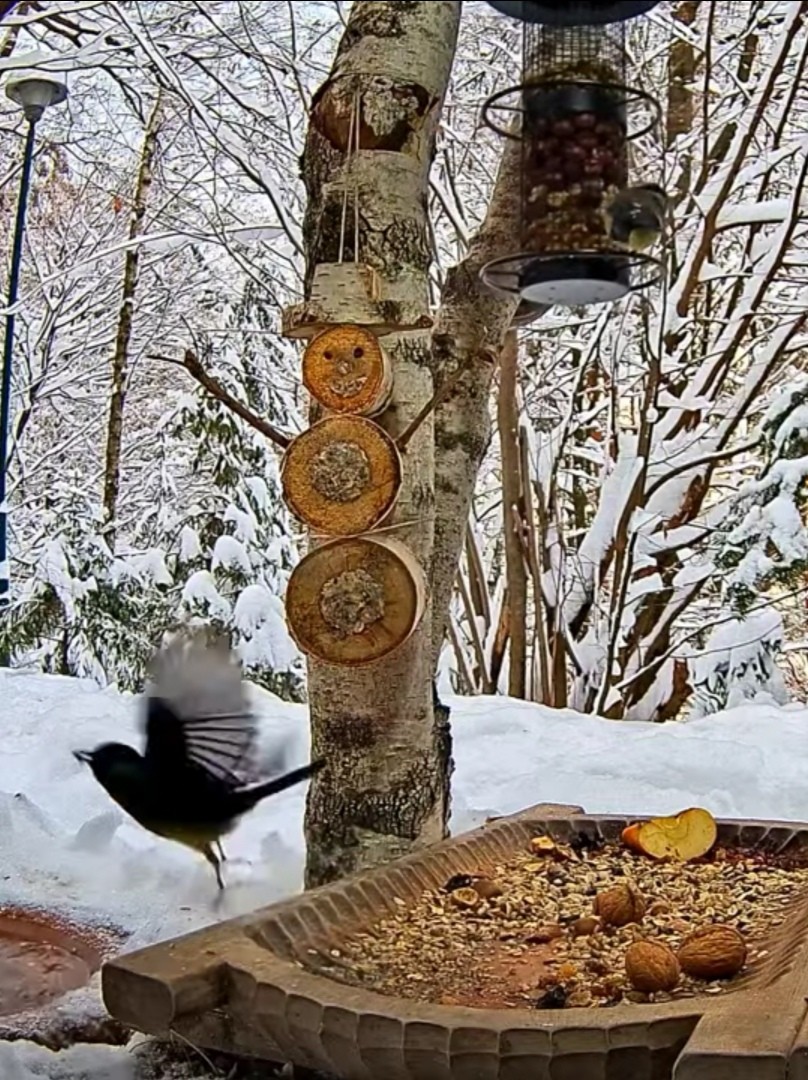 livebirdspoland_f41b0ed20497b60d36bff29f3ac410fe.jpg