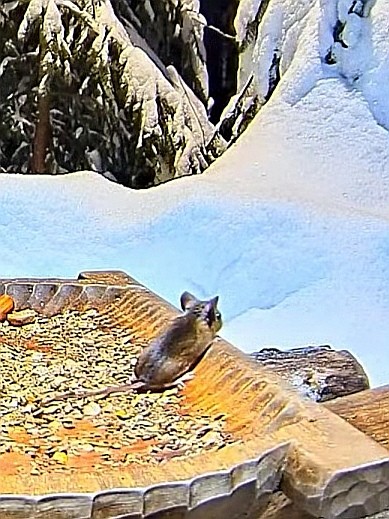 livebirdspoland_d2ef68e982b768128d2dae907b3ebc6f.jpg