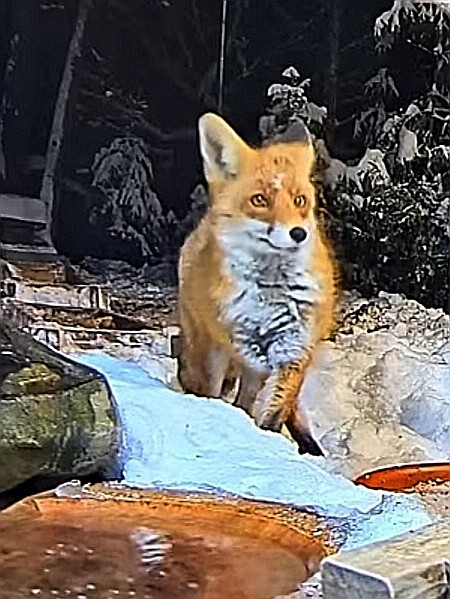 livebirdspoland_88c1cfe2ccb589054d240454298250d3.jpg