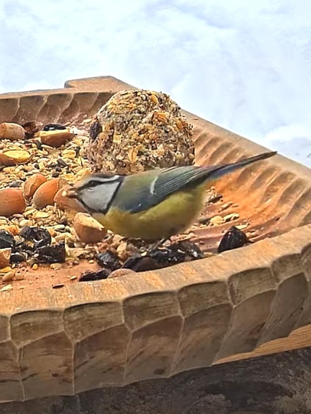 livebirdspoland_03b4ff4d43a1680ba6061f58c9e7e735.jpg