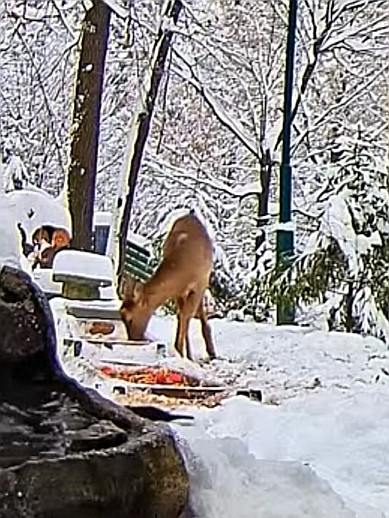 livebirdspoland_2e75938dc2621e4e2aae0980d3a149ad (1).jpg