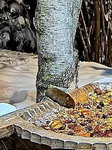 livebirdspoland_31f0c36f10c126c1f0f592a663b5f00f.jpg