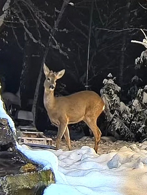 livebirdspoland_03c69f6f176d3b3c138de01896c1b92b.jpg