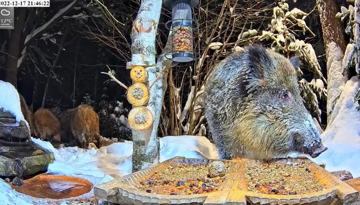 livebirdspoland_ba06e1c9d9c99d934738fe4f090282fd.jpg