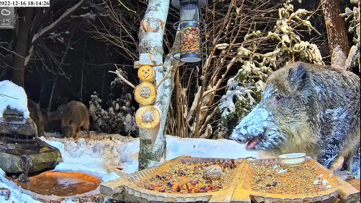 livebirdspoland_ff0346a65f70b6a94e2e27fc6d74f42d.jpg