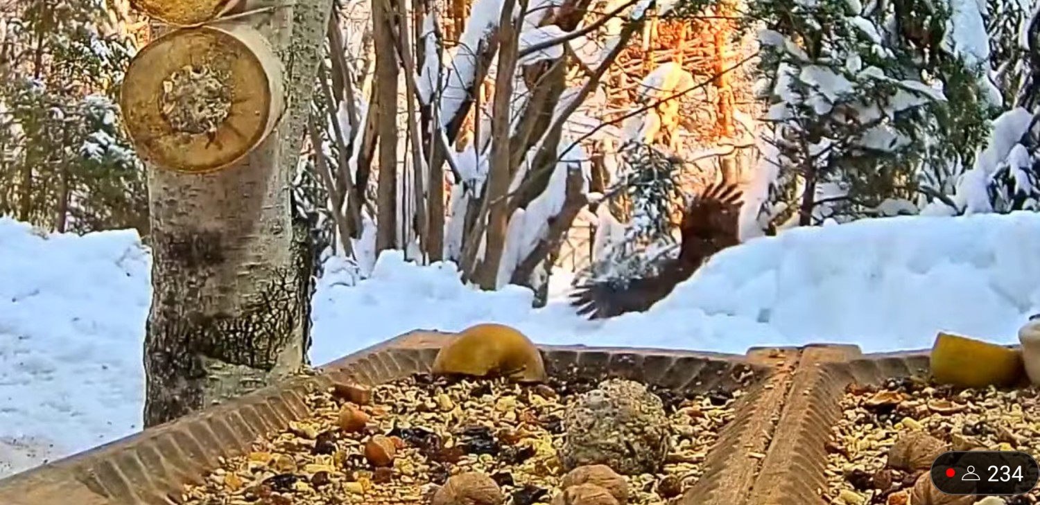 livebirdspoland_5510c5d2ab0c6af1f1bafc053e914668.jpg