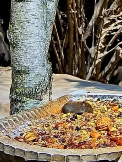 livebirdspoland_434366a13bdbff99c10516e8ea9e40e4.jpg