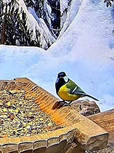 livebirdspoland_c2b04e6f92b5e0282e245c9c150edb37.jpg