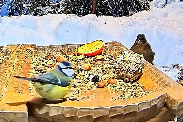 livebirdspoland_3bbdc3466b32de2739a9b4caa444a94f.jpg
