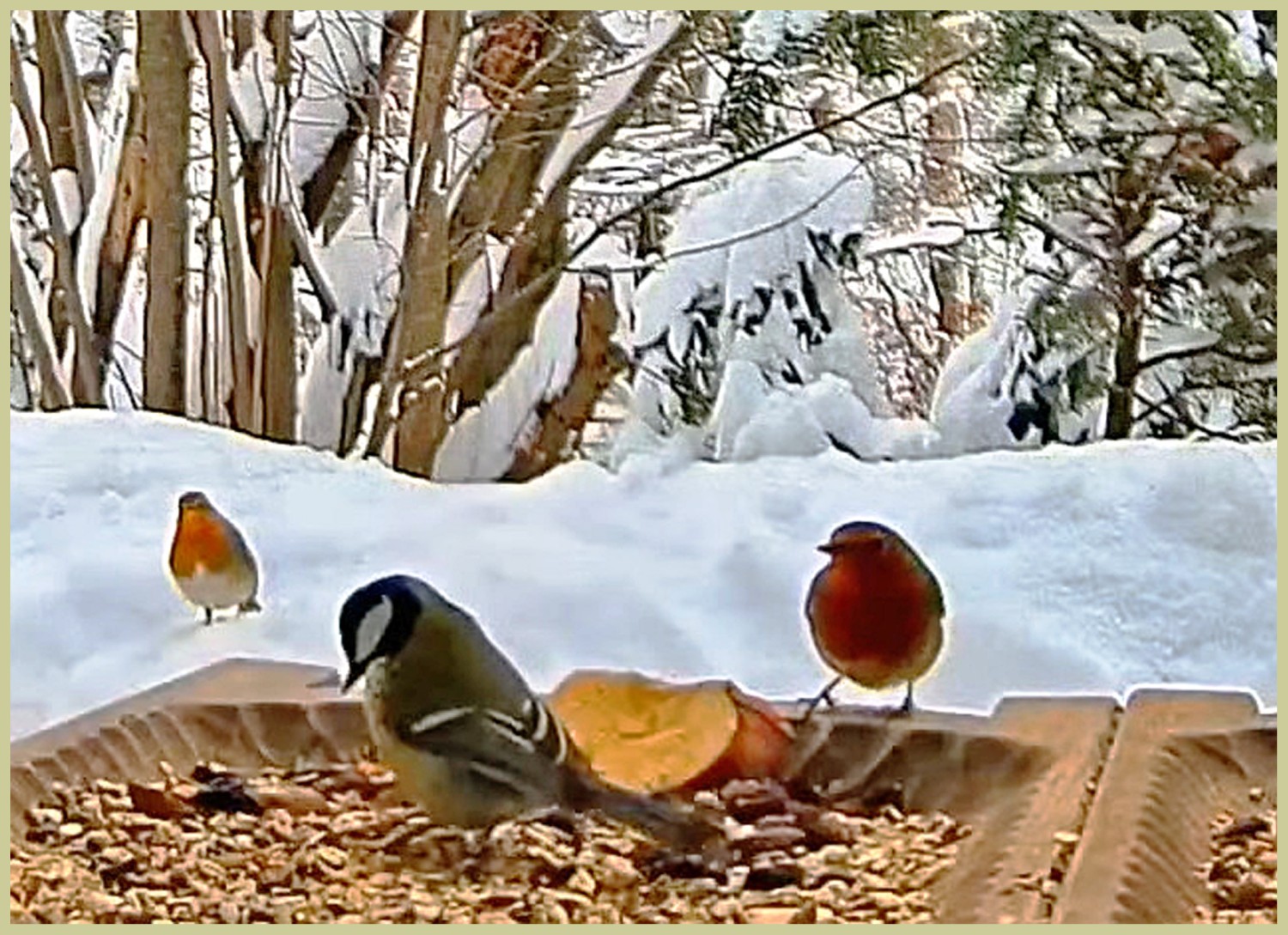 livebirdspoland_391020c46ccb75cee7473a329ff922b1.jpg
