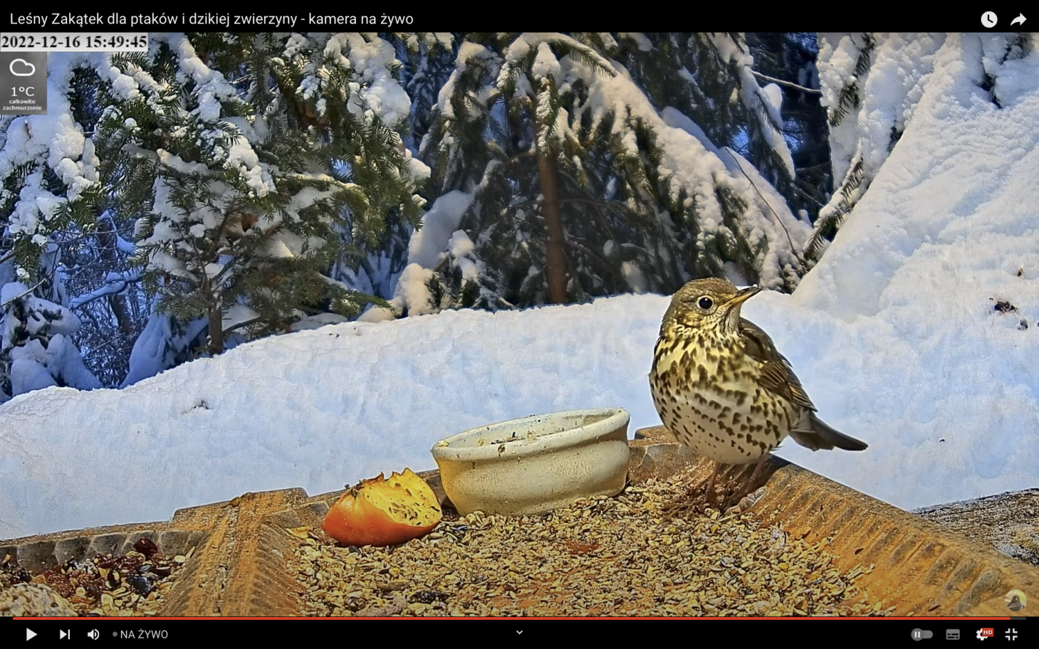 livebirdspoland_e0dc3541ce8c67045a0115a3188cc12b.png