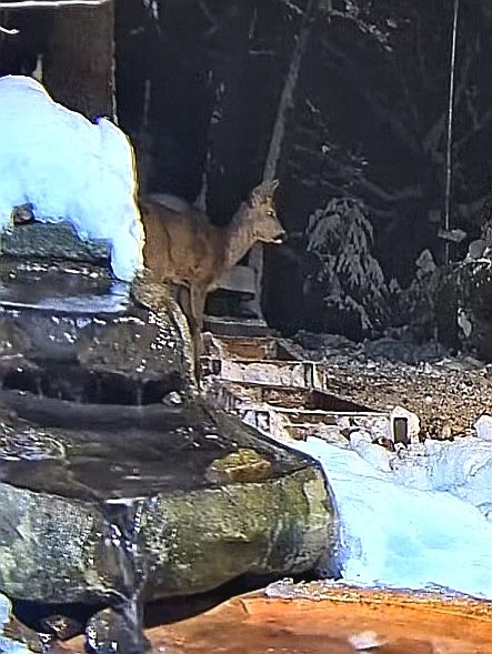 livebirdspoland_b8833e71cf98d3850c22e695cb8bf2e6.jpg