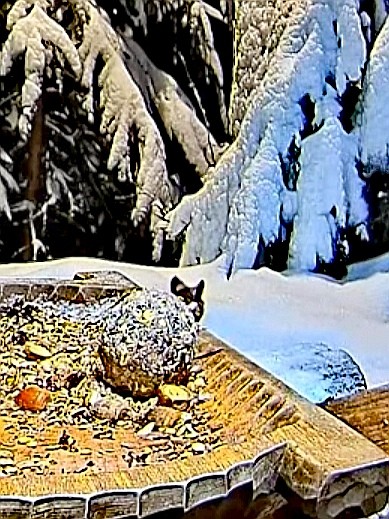 livebirdspoland_9befec2d53d6b95d761b03e097a28e0c.jpg