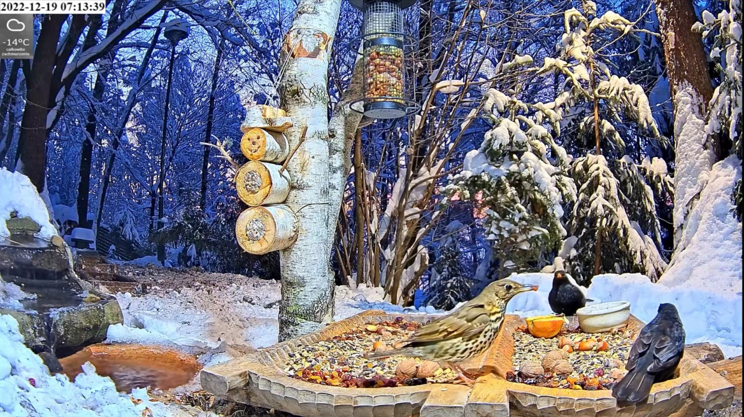 livebirdspoland_b732f2cf91afa5d3668394b7890456e0.jpg