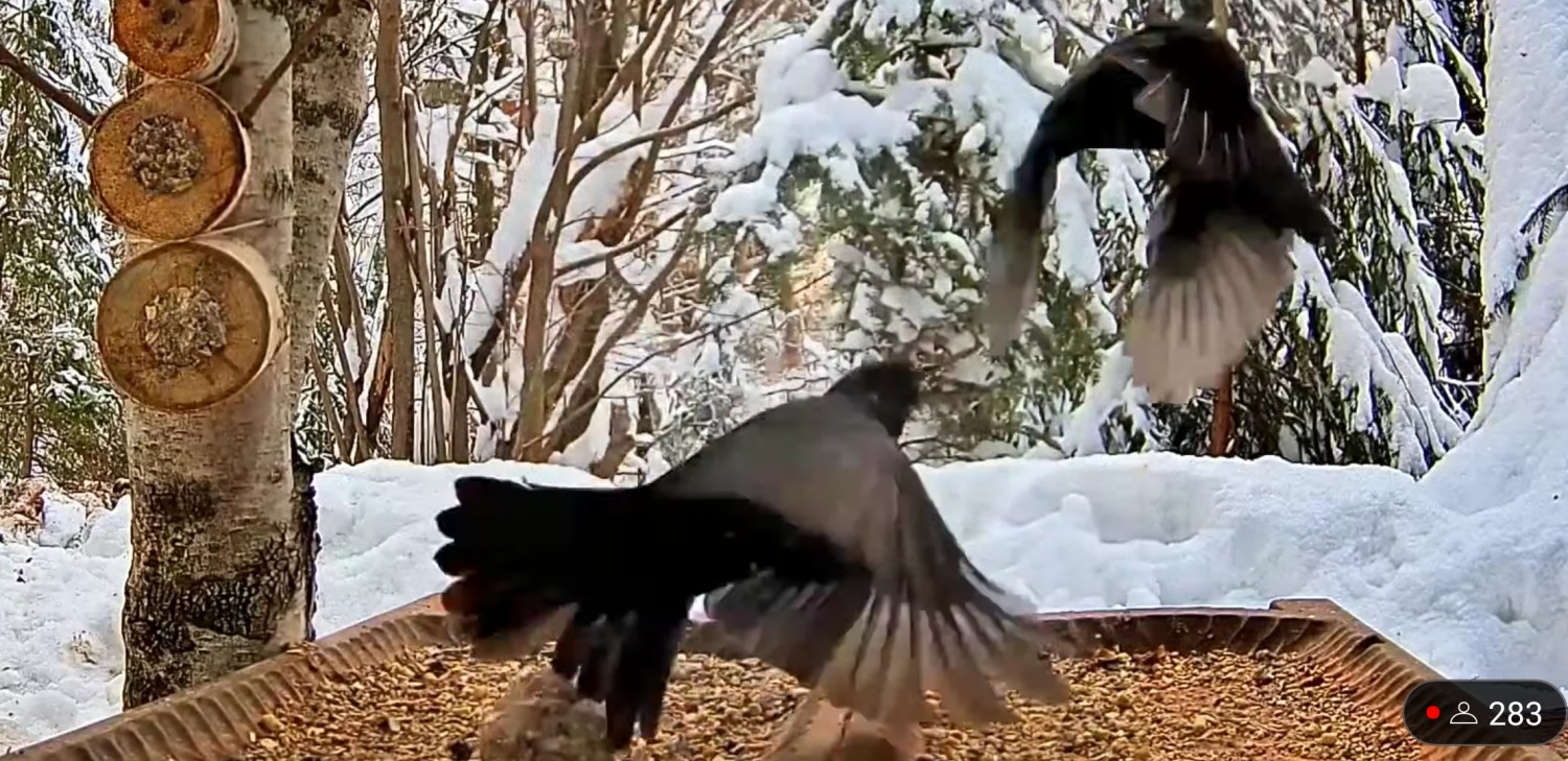 livebirdspoland_2fe2c24943564a45a12d78704d9666a1.jpg