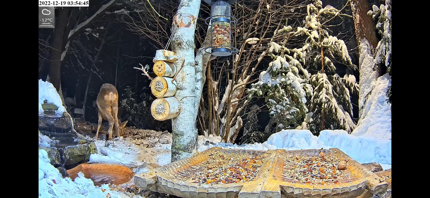 livebirdspoland_ce05ad9c0b6b9a831e215533a2c6213b.jpg
