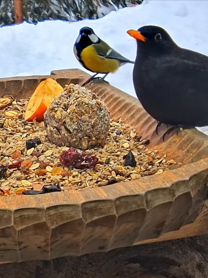 livebirdspoland_d2e0337189fa03b617ce5c1313ebae6e.jpg