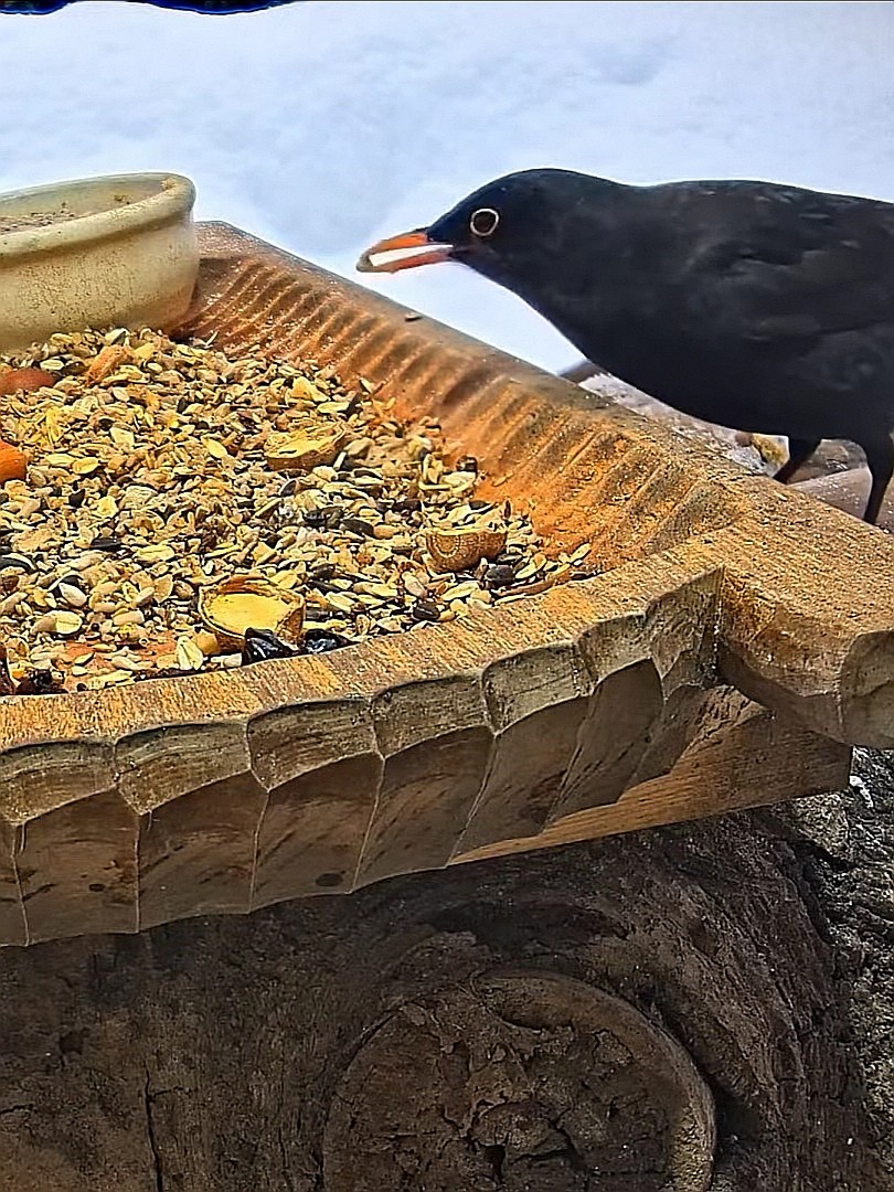 livebirdspoland_dac86f7704b62dd95afe7b36951df0bb.jpg