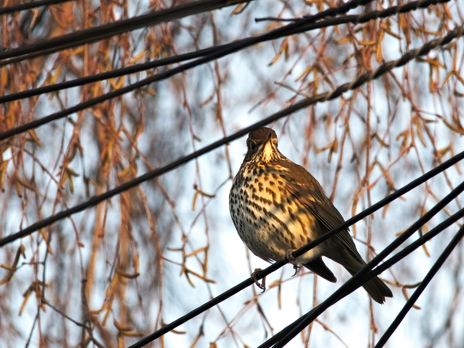 livebirdspoland_e8b13eaa6c2b5817bddb57fd73afbd42.jpg