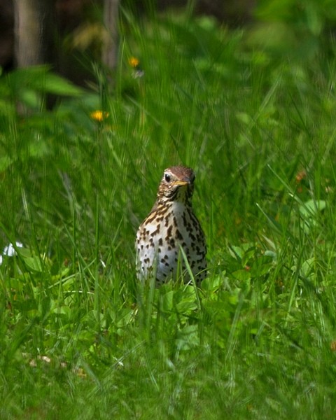 livebirdspoland_810186ae70b32088433c098669b9adec.jpg