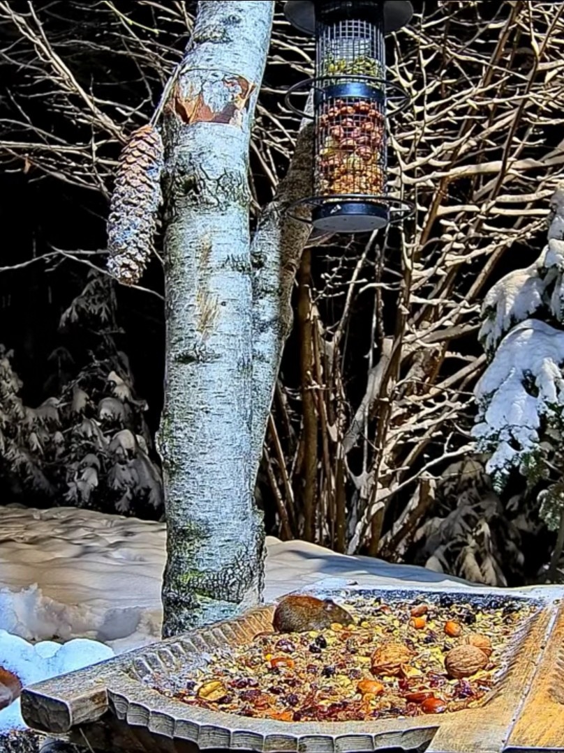 livebirdspoland_6d323271faeab017b9c5ceb9d1fb0ed5.jpg
