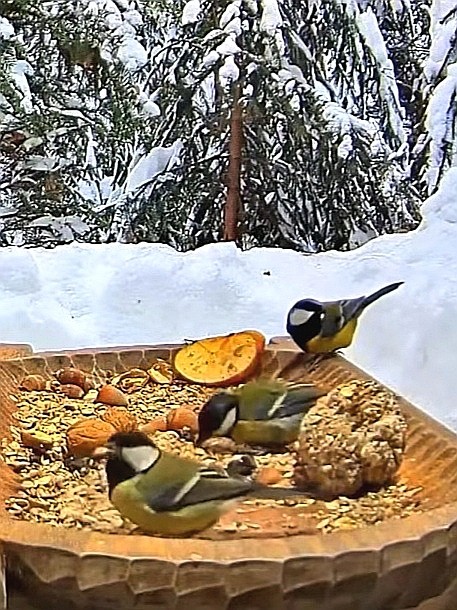 livebirdspoland_fecbd9269492e6508553fcf61c6d364b.jpg