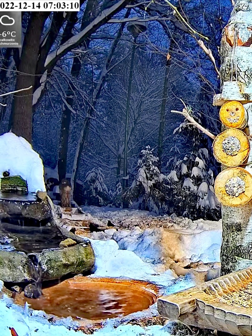 livebirdspoland_dce6c416527dc3578fde36e8f6810ee4.jpg