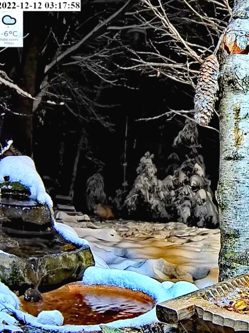 livebirdspoland_ee70259c839e07e23825940e5b1daef0.jpg