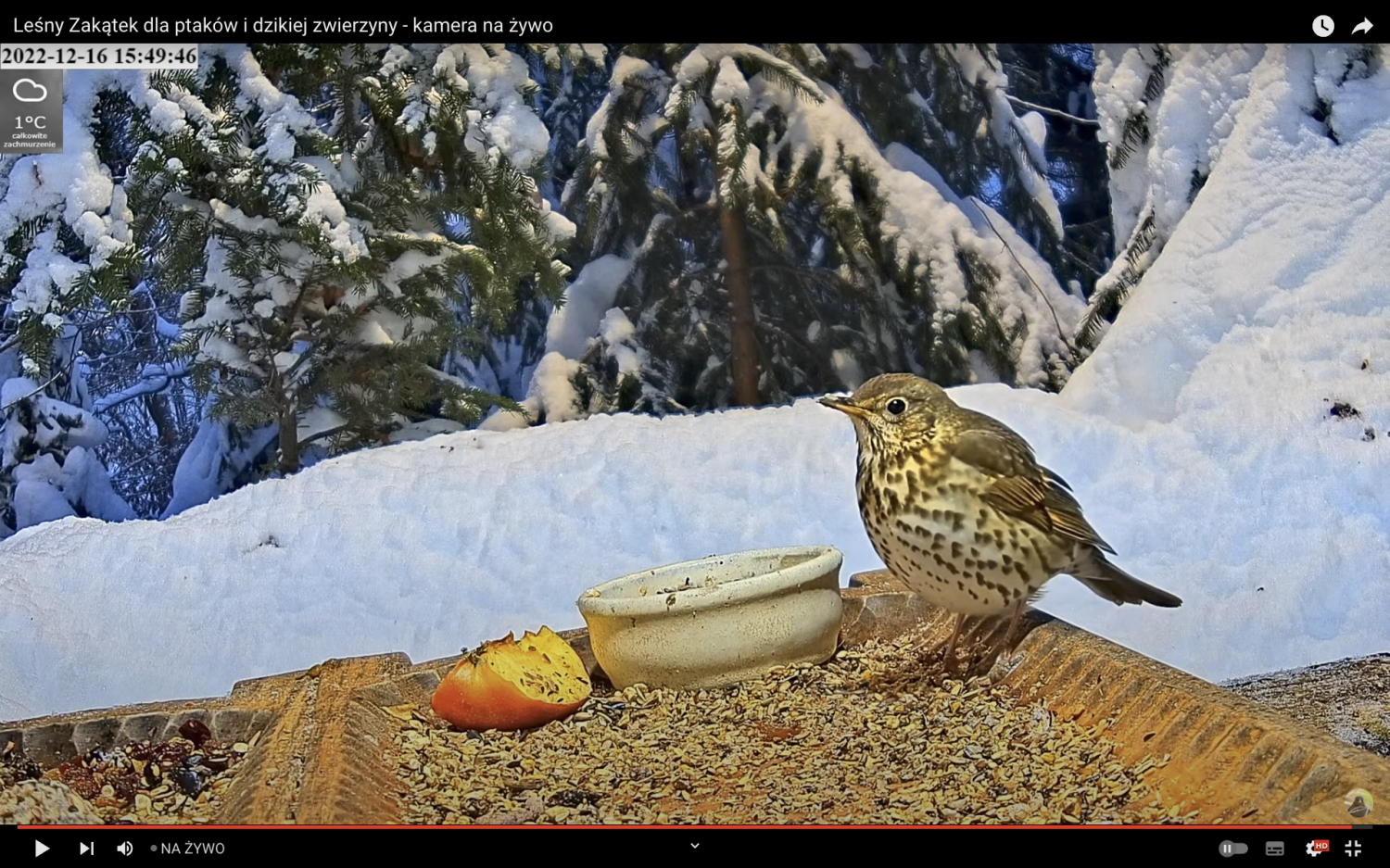 livebirdspoland_712985fd127bf043c7810adcad49176d.png