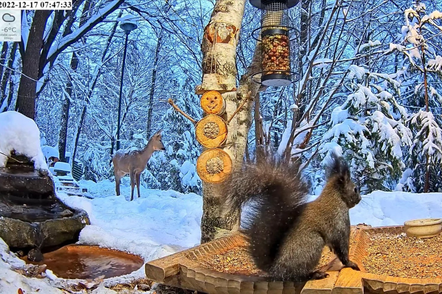 livebirdspoland_8346f0bda5f685fb6ecc03809519ddb6.jpg