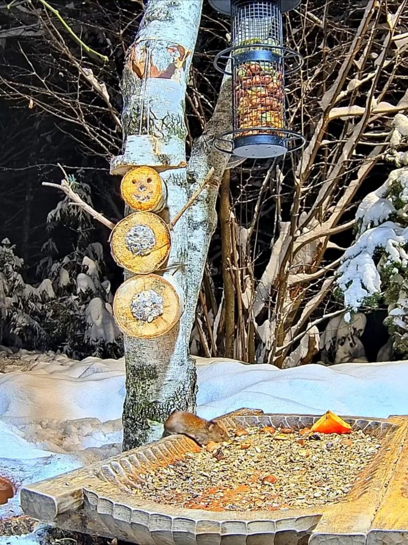 livebirdspoland_49b2bc9d648da4ab1ed9602331ad9eb5.jpg