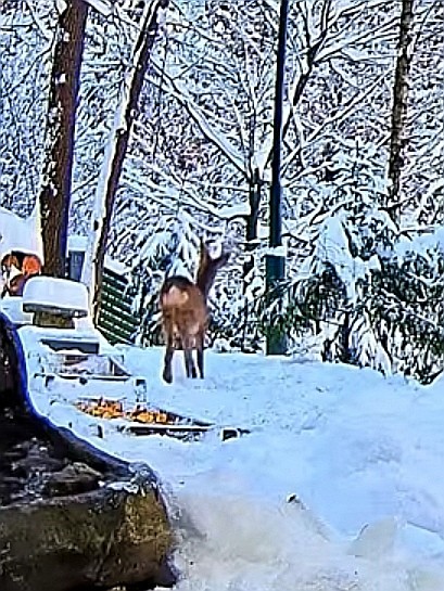 livebirdspoland_47cb1b2e4d55ce600b10a8f189fb908e.jpg