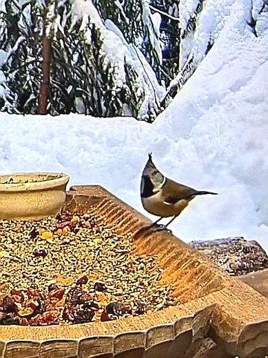 livebirdspoland_be6ac7f6528c7243532bd1509859eda6.jpg